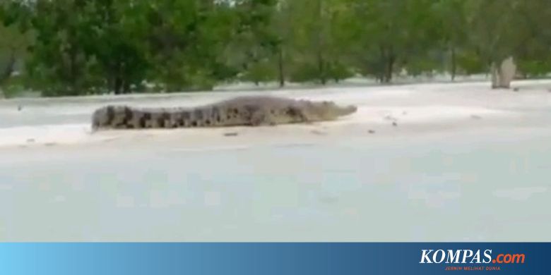 Viral Video Kawanan Buaya Berjemur di Pantai Wilayah Bangka - Kompas.com - KOMPAS.com