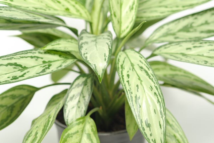 Ilustrasi tanaman hias Aglonema Silver Queen. 