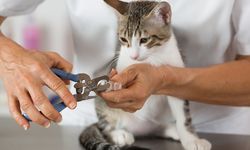 Mencabut Cakar Kucing Sebabkan Nyeri Kronis hingga Perubahan Perilaku