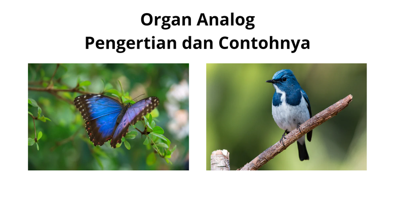 Analog Organs: Definition and Examples