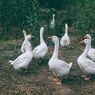 Bukti Angsa Didomestikasi Lebih Awal dari Ayam di China