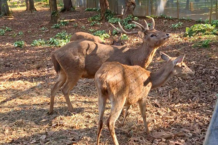 Rusa Timor yang ada di Taman Kehati Sawerigading Wallacea, hasil pengembangbiakan yang menjadi bagian dari upaya konservasi fauna endemik di Sulawesi.
