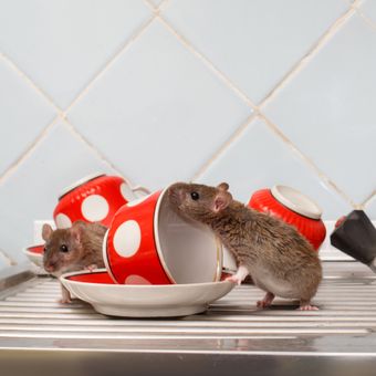 Ilustrasi tikus di dapur.
