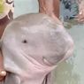 Anak Dugong Terjerat Jaring Nelayan, Terpisah dari Induknya