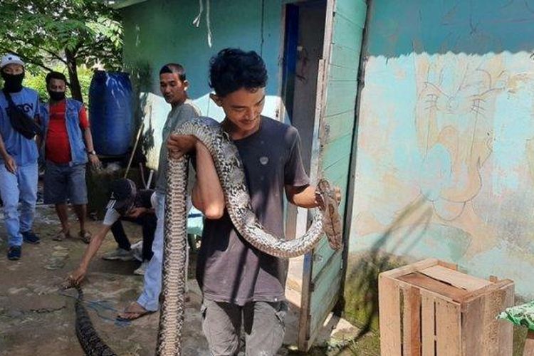 Ular Piton 4 Meter vs Kucing di Batanghari, Yusuf Bantu Gigit Buntut Ular Suoaya Kucing Selamat (Tribun Jambi/ M Ferry Fadly)