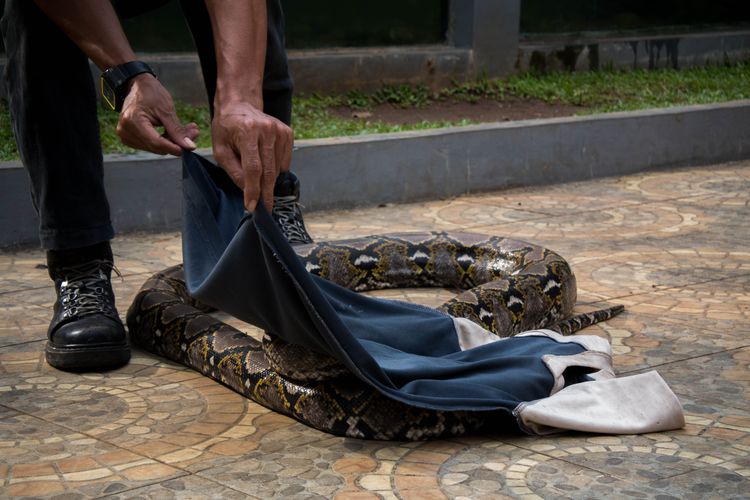 Salah satu cara untuk menangkap ular tidak berbisa adalah dengan menggunakan pakaian. Pakaian digunakan untuk melakukan imobilisasi sementara sebelum ular dimasukkan ke dalam ember besar atau kontainer barang, Museum Komodo dan Taman Reptil, Taman Mini Indonesia Indah, Jakarta, Sabtu (4/1/2020).