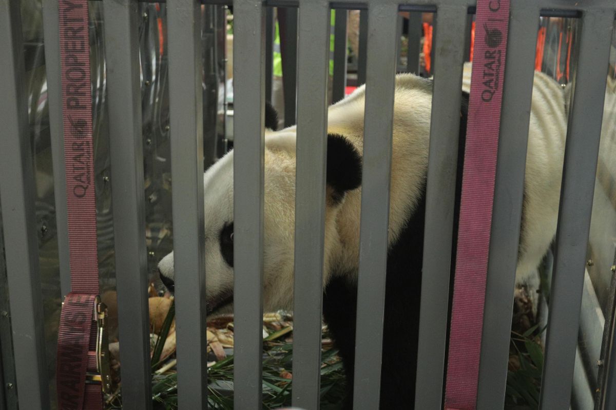 Sepasang panda (Ailuropada Melanoleuca) hasil pengembangbiakan China Wildlife Conservation Association (CWCA) dengan nama Cai Tao (Jantan) dan Hu Chun (betina) tiba di Terminal Cargo Garuda Indonesia Bandara Soekarno Hatta, Tangerang, Banten, Kamis (28/09/2017). Indonesia  secara resmi menjadi negara ke 16 di seluruh dunia, dan negara ke empat di Asia Tenggara yang mendapatkan peminjaman pengembangbiakan Giant Panda.