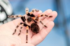 Tanda Adanya Tarantula di Rumah dan Cara Mencegahnya, Berbahayakah?