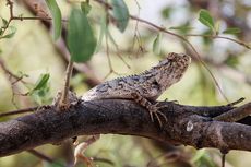 Kadal Berkembang Biak dengan 4 Cara Berbeda, Ini Penjelasannya