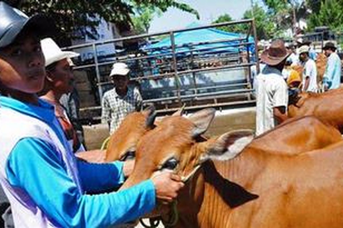 Pengurangan jatah bantuan sebesar Rp 1 miliar oleh Dinas Peternakan Provinsi Jawa Timur, untuk pembibitan sapi Madura, cukup disesalkan oleh Pemkab Pamekasan dan kelompok tani calon penerima.