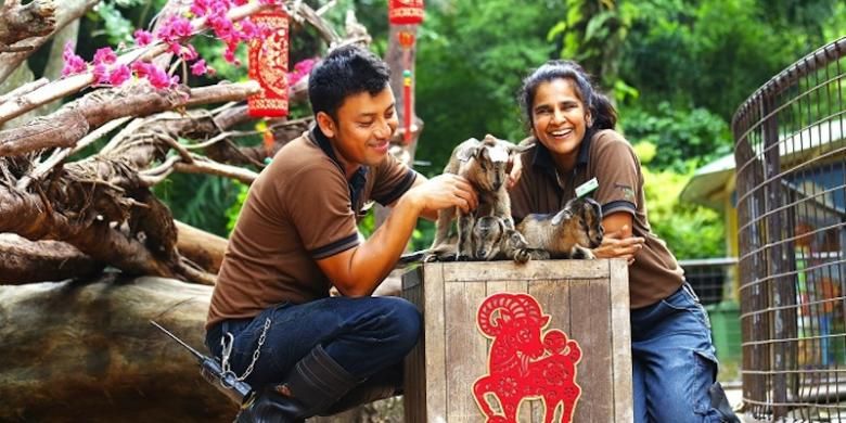 Dua wisataawan sedang berfoto bersama dua anak kambing dI Kebun Binatang Singapura.