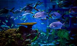 Marine Safari Bali, Gerbang Edukasi dan Konservasi Laut Nusantara