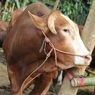 Daging Kurban Alot dan Bau? Ini Cara Mengolahnya agar Lebih Empuk