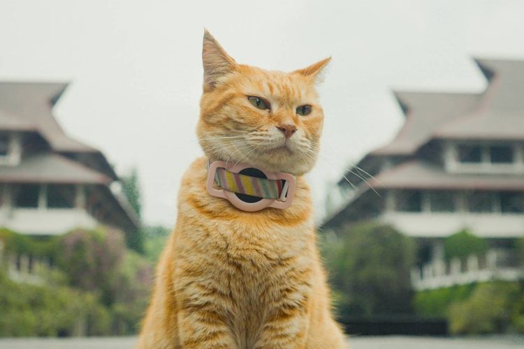 Kucing Siti Bawa ITB Menang Penghargaan Film, Lalui Casting Sebelum Jadi Pemeran Utama