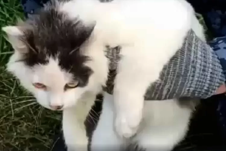Kucing 