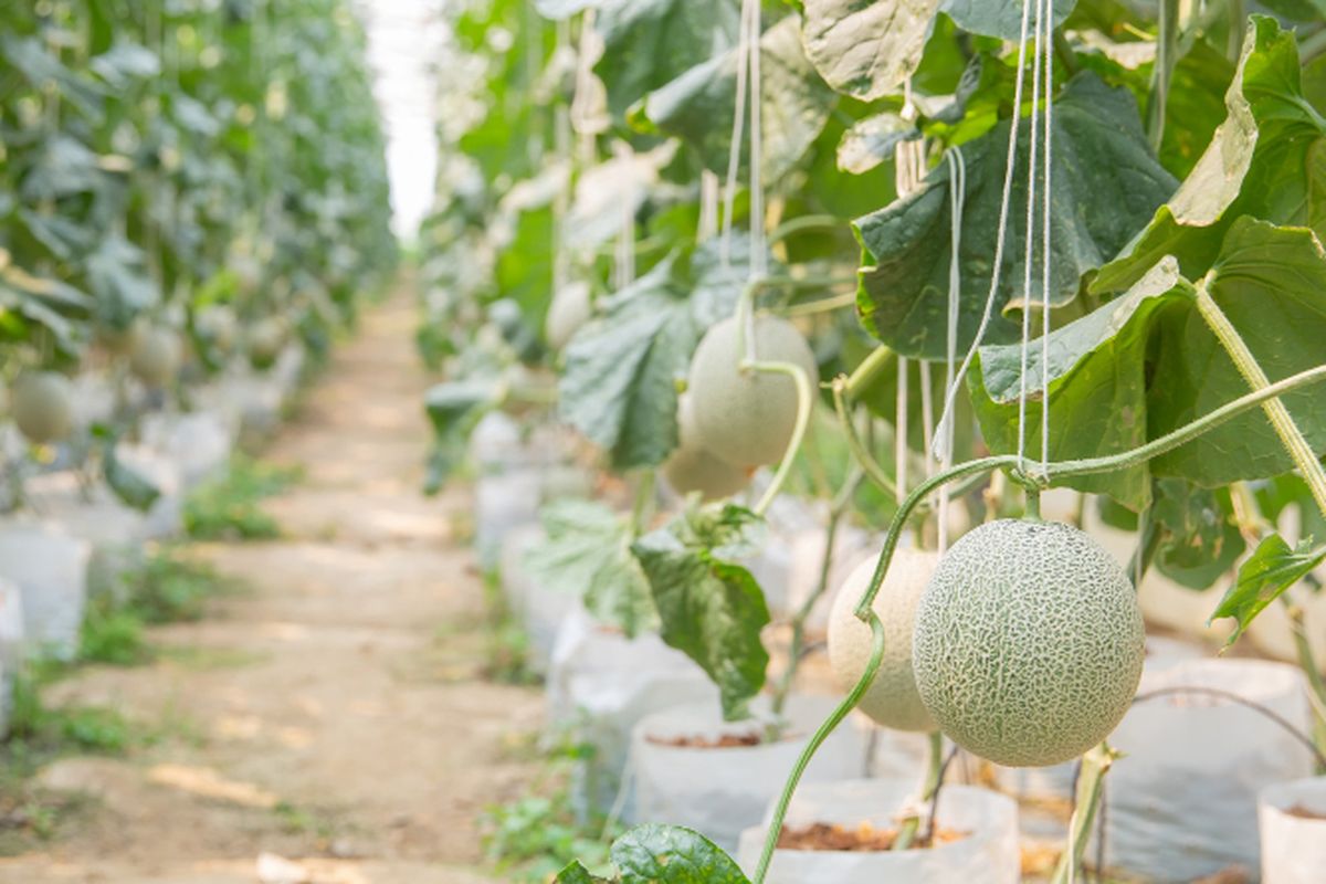 Budi daya melon dengan sistem modern