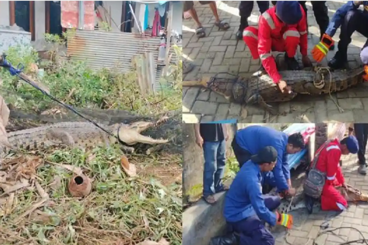Buaya Muncul di Permukiman Kendari, Warga Ikat ke Pohon Pisang Sebelum Dievakuasi