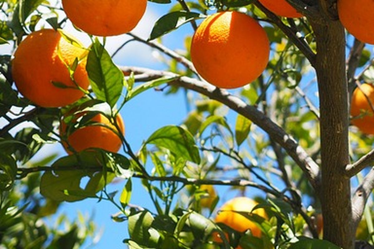 ilustrasi tanaman jeruk