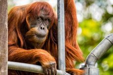 Puan, Orangutan Tertua di Dunia yang Gemar Marah-marah