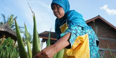 Sadar Manfaat Besar Lidah Buaya, Ibu Ini Bentuk Komunitas Budi Daya di Gunung Kidul