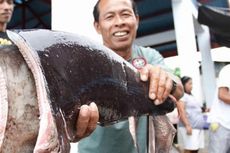 Masih Banyak Anak Hiu yang Ditangkap Nelayan di Balikpapan