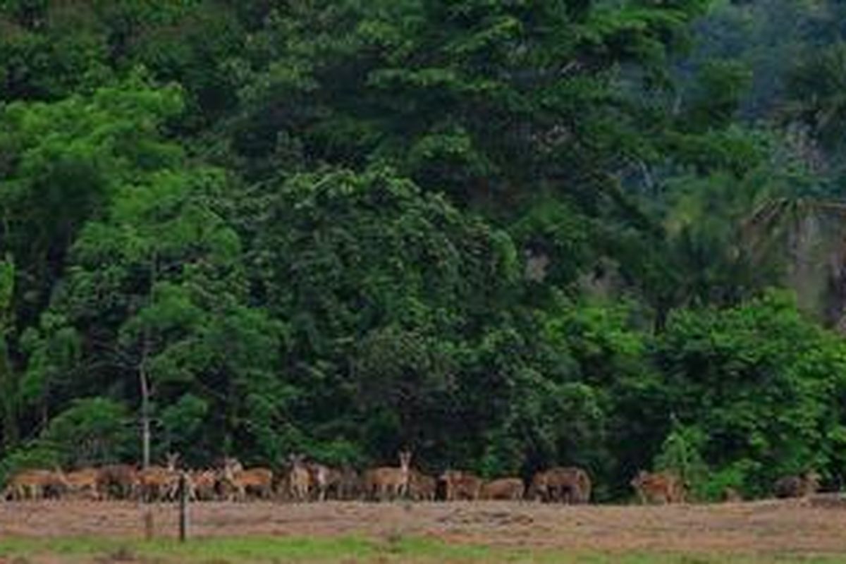 Taman Nasional Alas Purwo, Banyuwangi, Jawa Timur.
