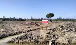 Perambahan Ilegal, 500 Hektare Lahan Mangrove di Aceh Dibuka untuk Sawit
