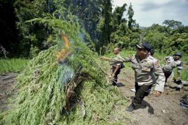 Kapolres Aceh Besar, AKBP Heru Novianto membakar tanaman ganja di kawasan perbukitan Desa Lam Apeng, Kecamatan Seulimum, Aceh Besar, Selasa (3/2/2015). Sedikitnya 8.000 batang ganja siap panen itu ditemukan di lahan seluas dua hektare.