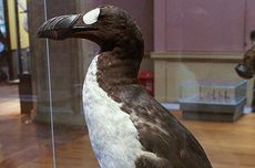 Burung Great Auk, Si Penguin Asli yang Sudah Punah Ratusan Tahun Lalu