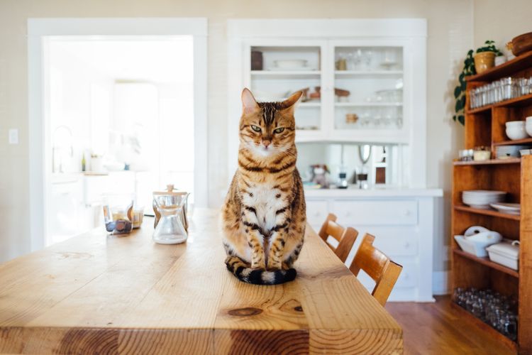 Jauhkan kucing dari benda-benda rumahan yang bisa meracuni tubuhnya.