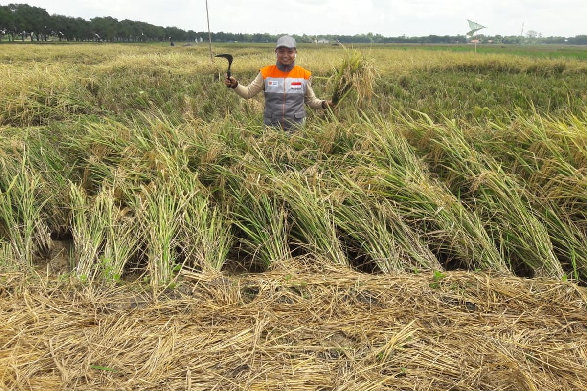 Seorang petani tengah memanen padi pada musim panen raya di desanya. 