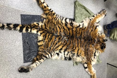 Pemburu Harimau Amur yang Bunuh, Kuliti dan Hendak Jual Satwa Itu Ditangkap