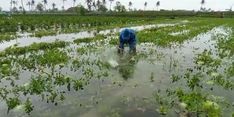 Ratusan Hektar Sawah di Pangandaran Terendam Banjir, Kementan Ajak Petani Manfaatkan Asuransi Pertanian