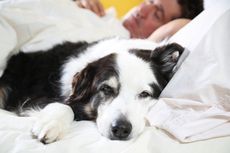 Penyebab Anjing Peliharaan Tidur di Kasur Pemiliknya dan Mengatasinya