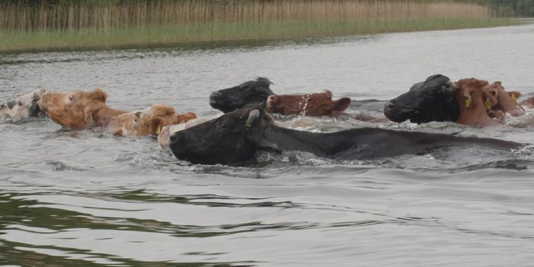 Sapi berenang di Irlandia.