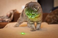 Alasan Kucing Sangat Aktif Ketika Bermain dengan Laser