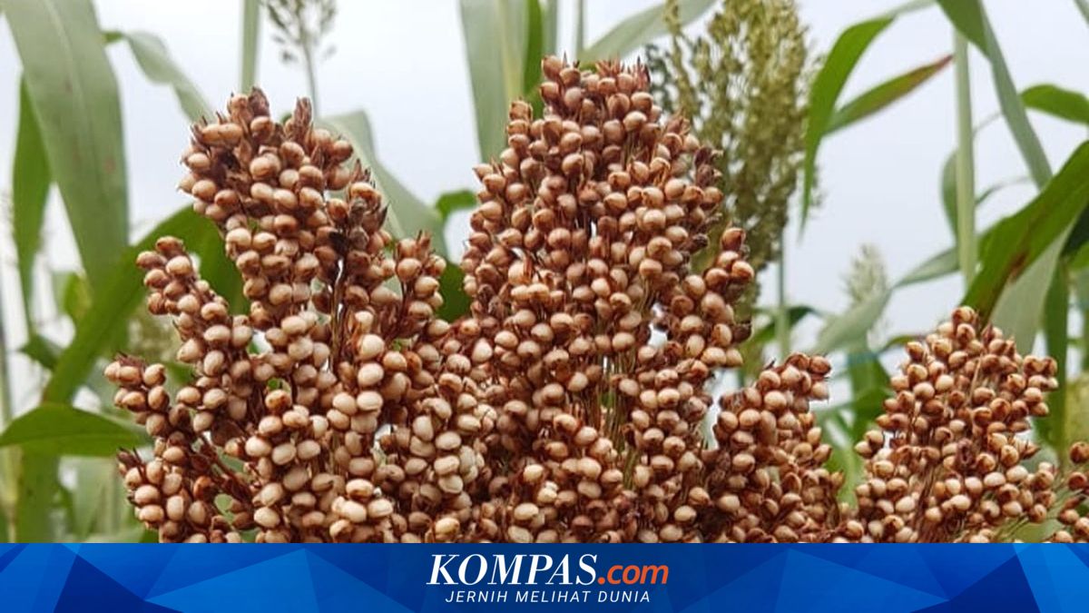Bantul Gencarkan Budidaya Sorgum, Disiapkan Jadi Alternatif Pengganti Beras