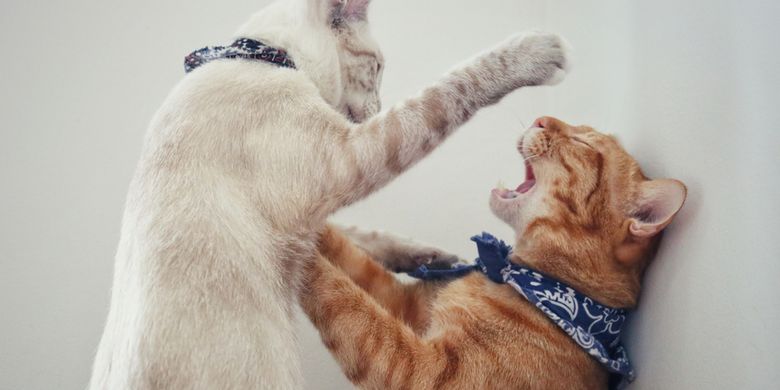 Cara Menghentikan Kucing Peliharaan yang Suka Menindas Kucing Lain - Vimarsana News