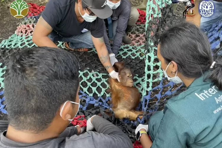 Petugas mengevakuasi bayi orangutan bernama Jani di kebun sawit kawasan Ketapang, Kalimantan Barat. 