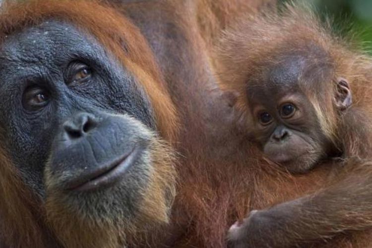 India Kaget, 5 Bayi Orangutan Ditemukan di Hutan