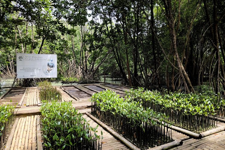 Area pembibitan bakau di Taman Wisata Alam Angke Kapuk, Jakarta Utara, Rabu (22/10/2025).
