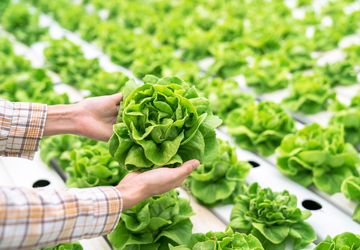 7 Contoh Bisnis Pertanian, Cocok untuk Para Milenial