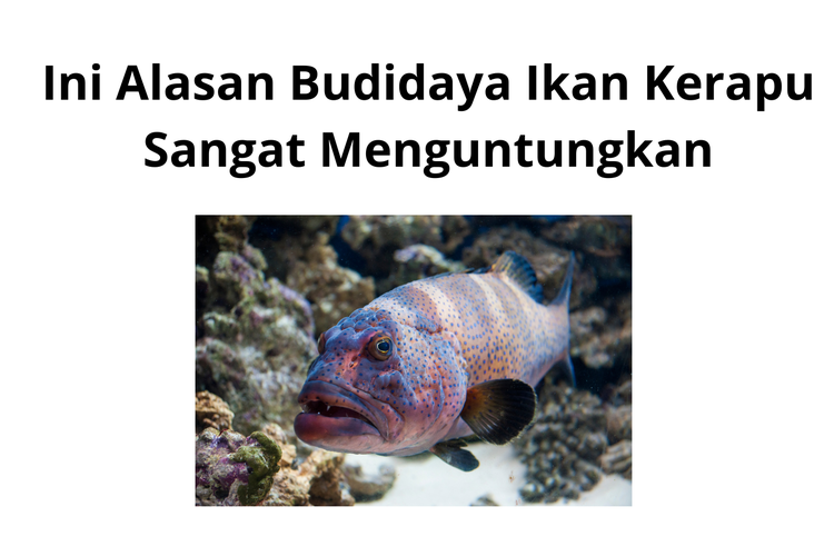 Ikan kerapu atau grouper adalah salah satu jenis ikan karang yang dapat ditemukan hampir di seluruh perairan laut Indonesia.
