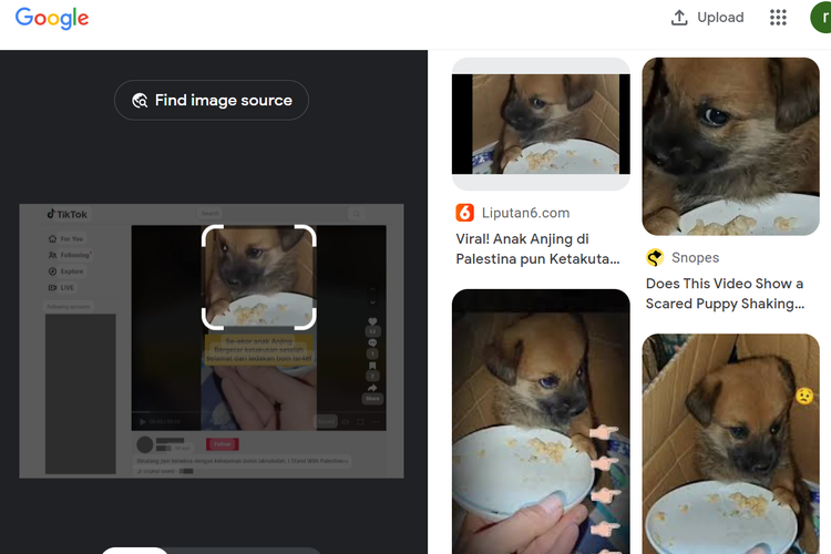 Tangkapan layar pencarian gambar di Google Lens, mengarahkan pada video anak anjing yang diunggah di TikTok pada 19 Oktober 2023 dan artikel di Snopes.