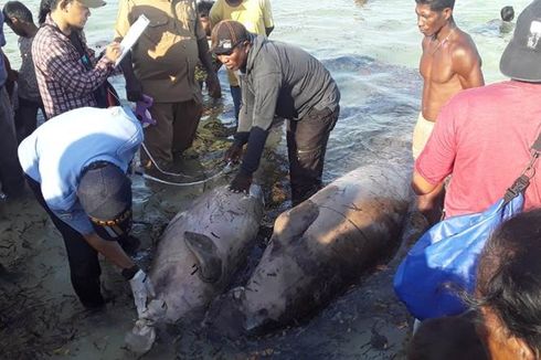 Tersangkut Jaring Nelayan, Dua Ekor Dugong Mati di Laut Kepulauan Kei