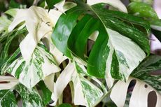 Simak, Tips Merawat Monstera Variegata