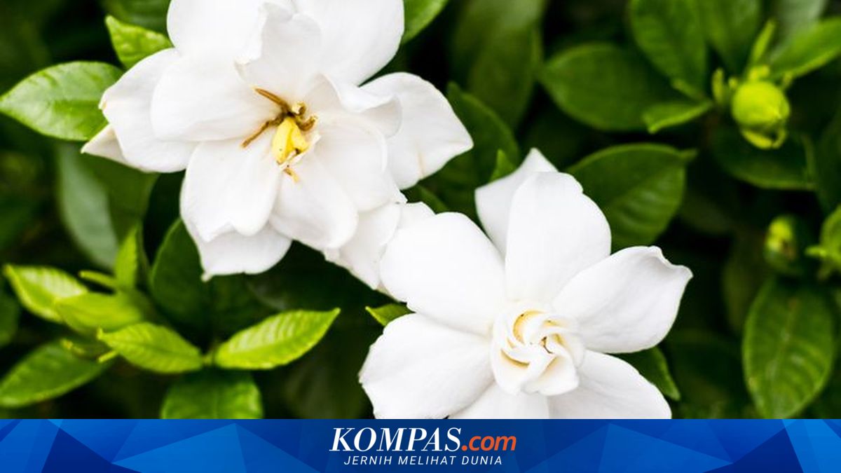 Cantik dan Unik, Ini 5 Tanaman Bunga yang Mekar di Malam Hari