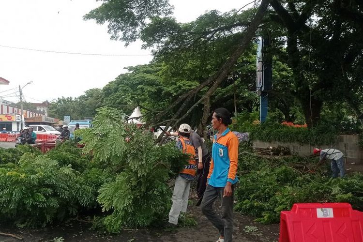 Petugas Dinas Lingkungan Hidup Kabupaten Lebak melakukan pemangkasan pohon berusia tua di sekitar Alun-alun Rangkasbitung Kabupaten Lebak, Rabu (24/1/2024). 