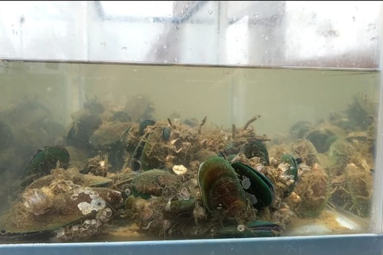 Kerang hijau yang diuji coba Ancol Taman Impian untuk membersihkan air laut.