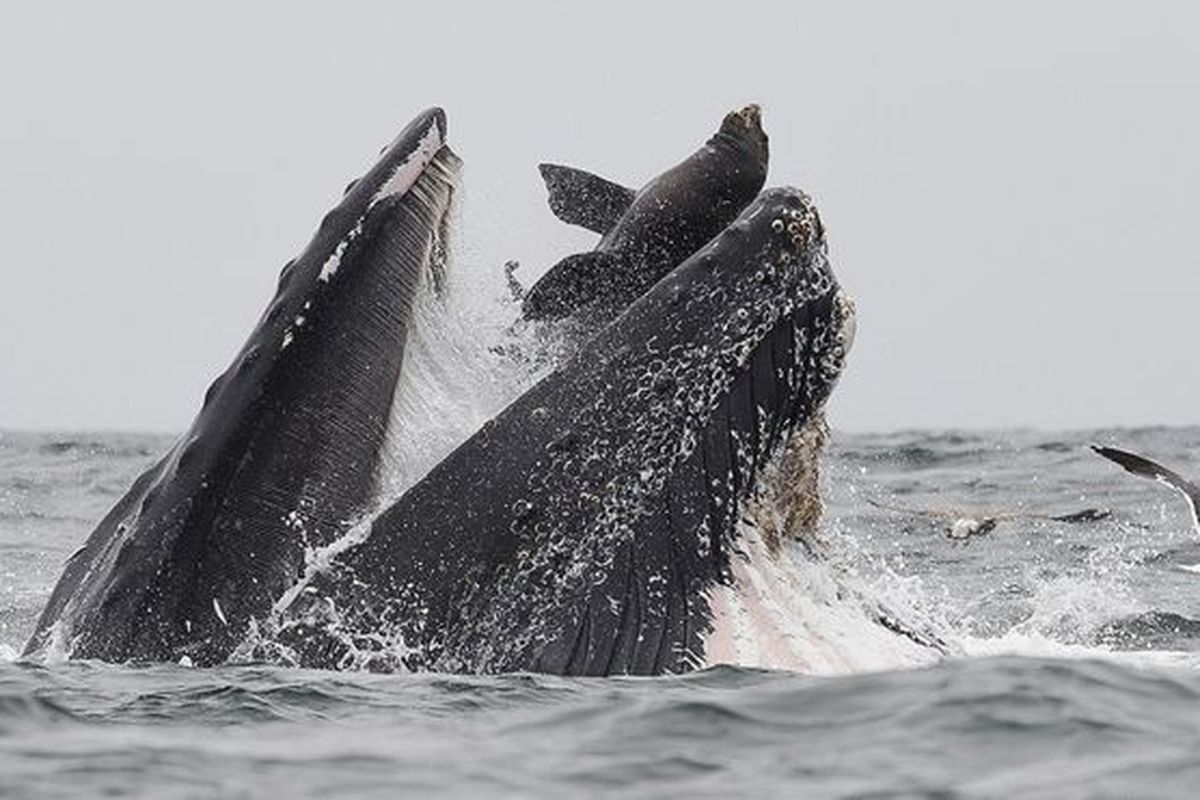 Foto paus bungkuk telan singa laut